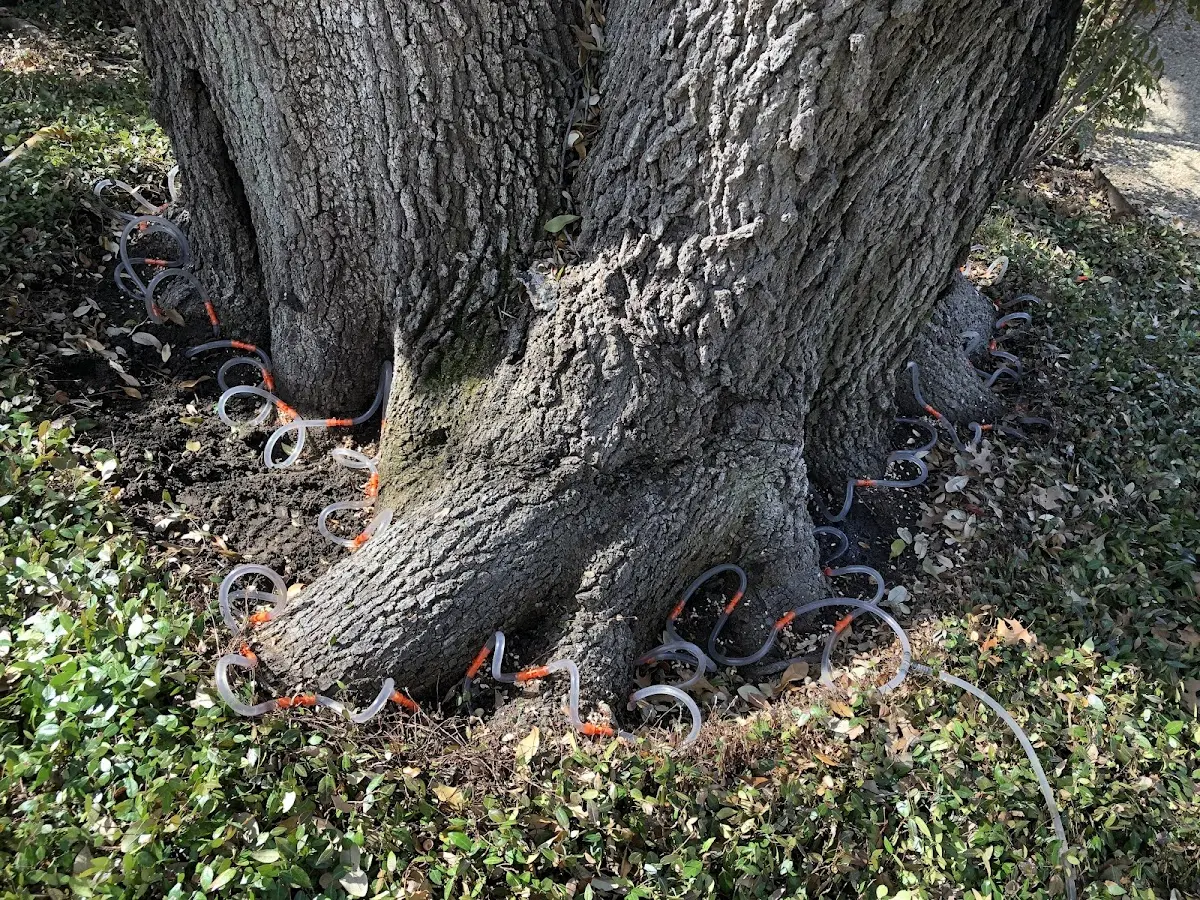 Detailed Tree Cabling and Bracing job site in Whipple