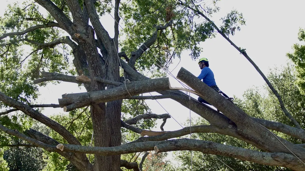 Professional Crown Thinning performed by certified arborists in Whipple